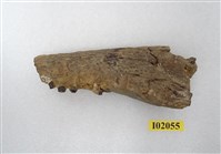 藏品(馬來長吻鱷右下顎骨化石)的圖片